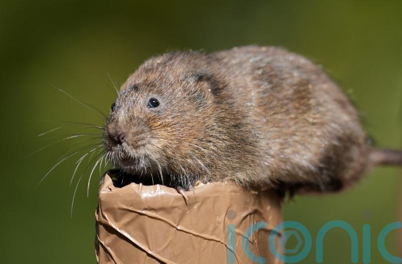 Water voles reintroduced into waterways in southern England