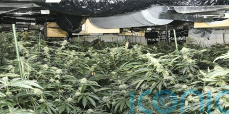 Albanian trio jailed for running &lsquo;industrial scale&rsquo; cannabis farm