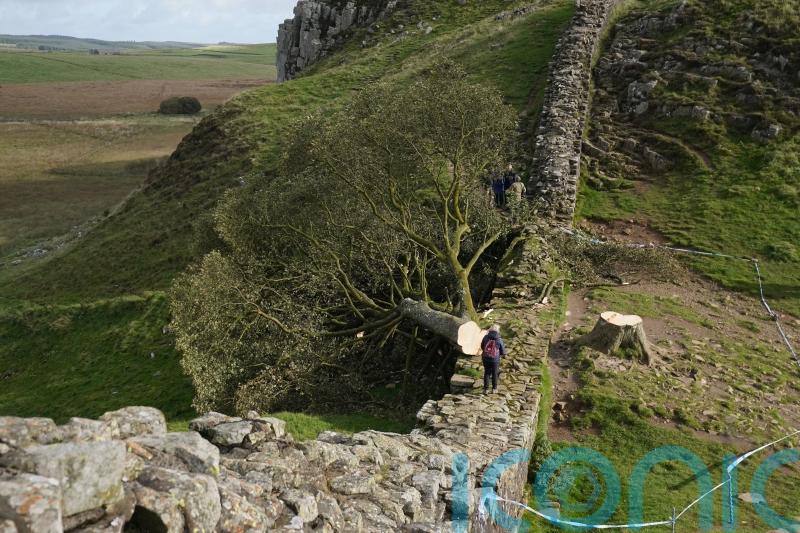Minimum age of Sycamore Gap tree confirmed by scientists after illegal felling