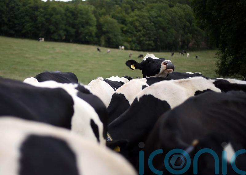 Bovine TB should be treated with the urgency seen during Covid, scientists say