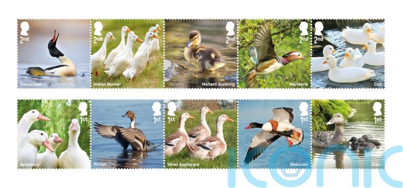 Royal Mail issues quacking collection of stamps celebrating duck species
