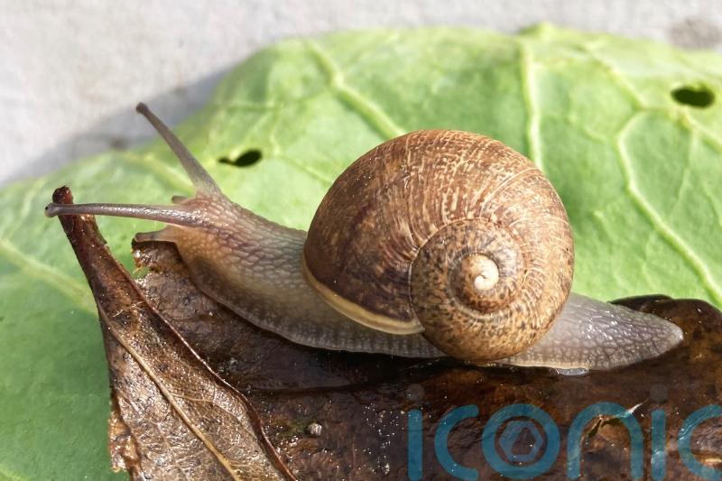 Hunt is on to find a mate for Ned the snail with a rare left-coiled shell