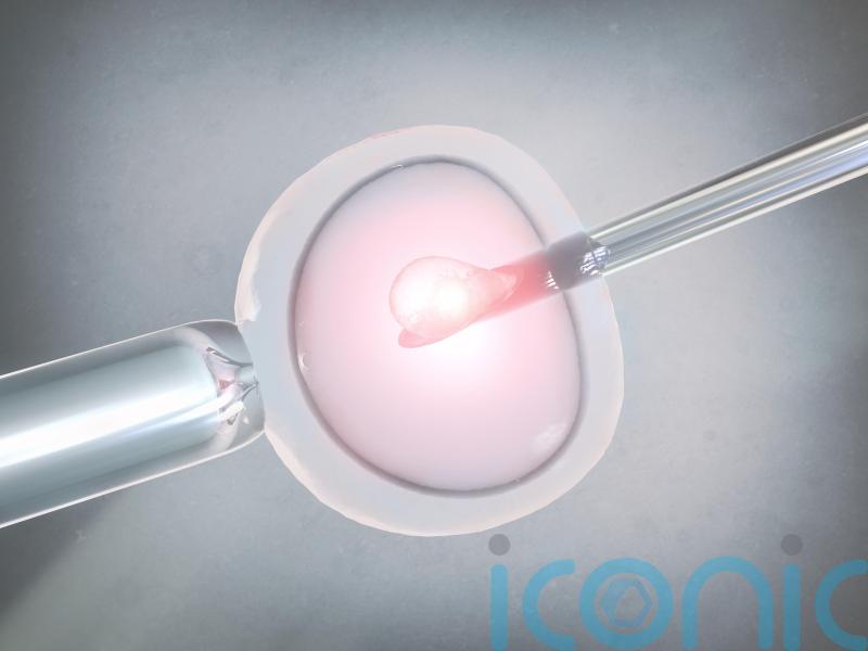 Co-IVF pregnancies may boost risk of serious complications, study suggests