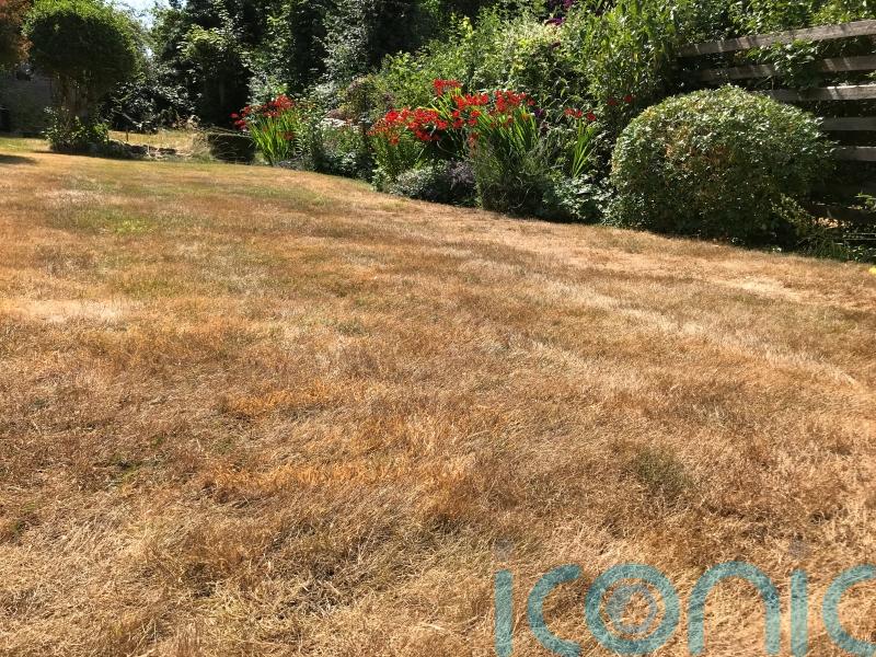 How to revive your lawn in autumn