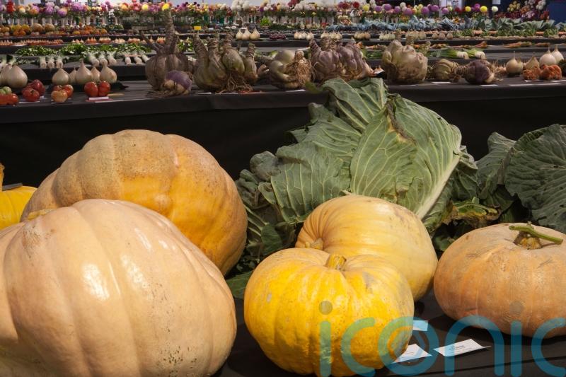 Giant veg record-breakers reveal their secrets of success