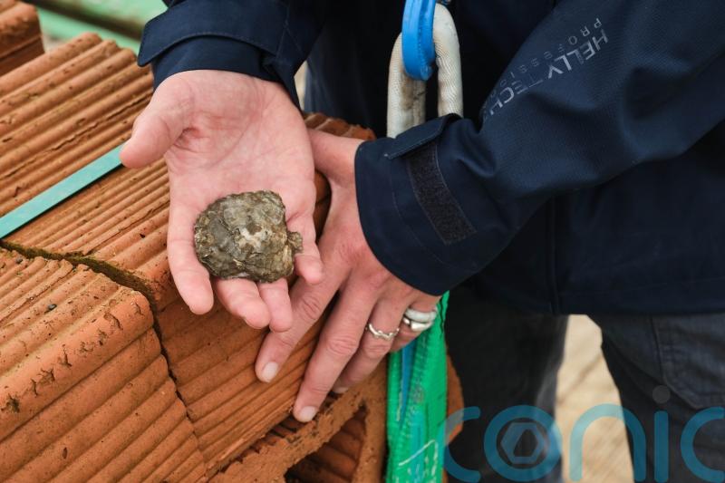 ‘Pioneering’ oyster reef project aims to boost biodiversity