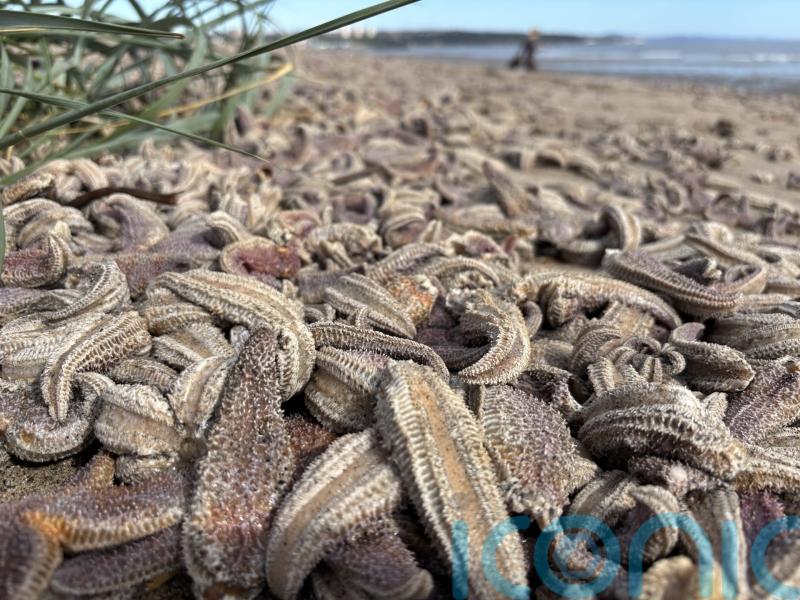 Heavy seas likely reason for mass starfish stranding, says expert