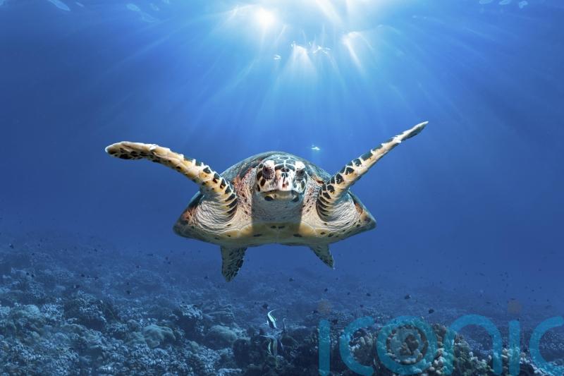 UK joins international scramble to bring ocean protection treaty into force