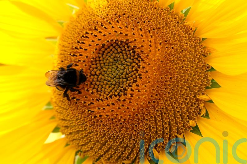 Guidance tightened on applications for emergency use of banned pesticides