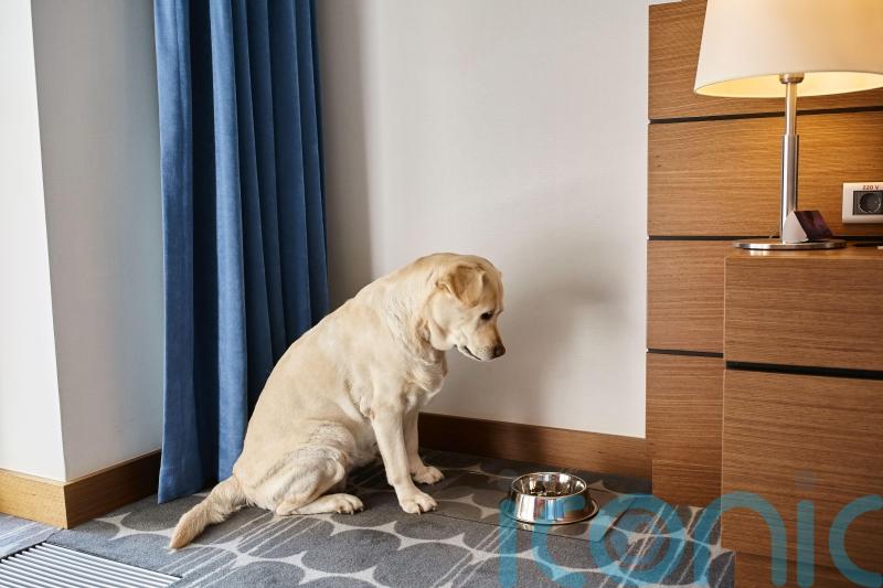 Not taking their dog on holiday worries nearly half of owners – survey