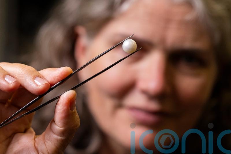 ‘One-of-a-kind’ Scottish freshwater pearl goes on display