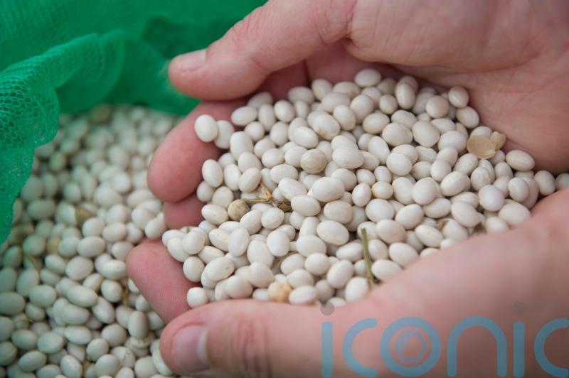 More beans and rearranged menus found to boost intake of greener lower-fat foods