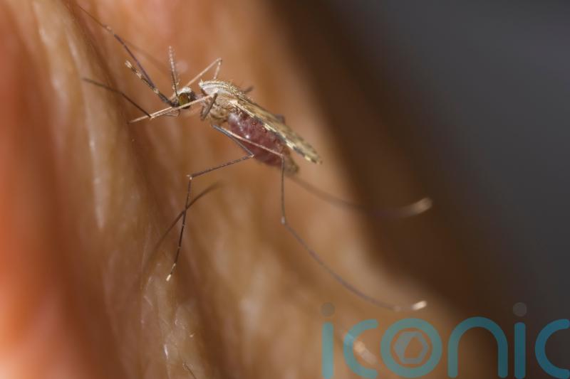 Genetic clues to how malaria-carrying mosquitoes evade control identified