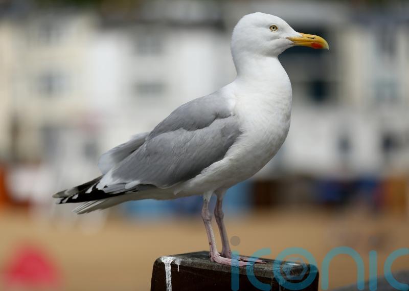 £100,000 to control seagulls ahead of summit