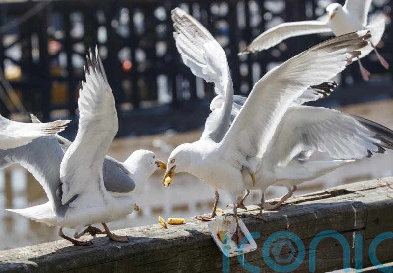 Agriculture minister aims to take ‘heat’ out of talks ahead of seagull summit