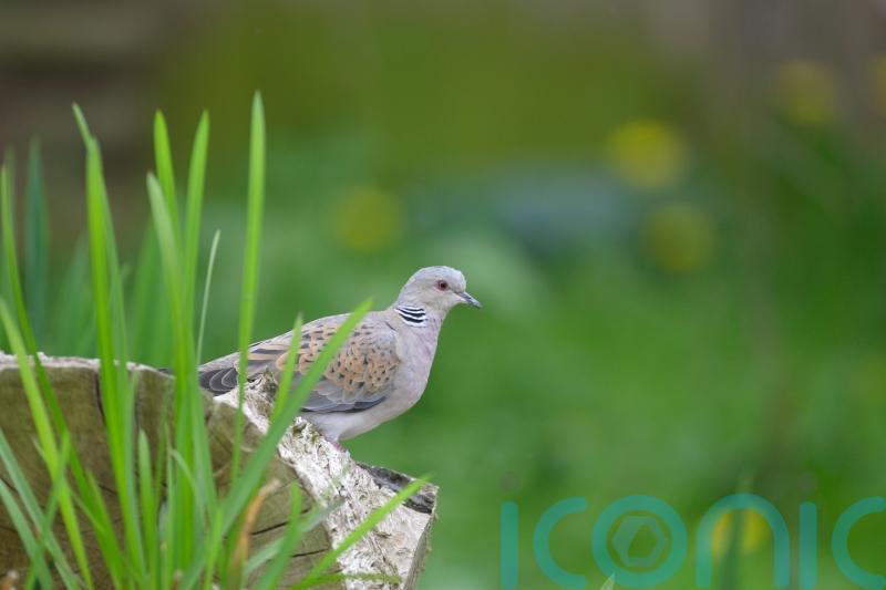 Farmland birds in severe decline and sharp drop in seabird numbers, figures show