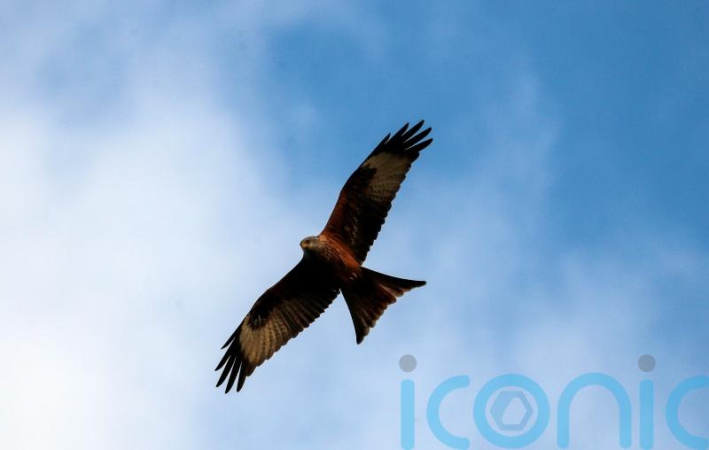 Poisoned red kite suffered ‘painful and distressing death’, say police