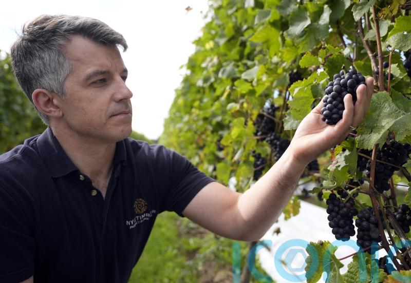 Vineyard optimistic for ‘top-quality vintage’ as earliest harvest begins