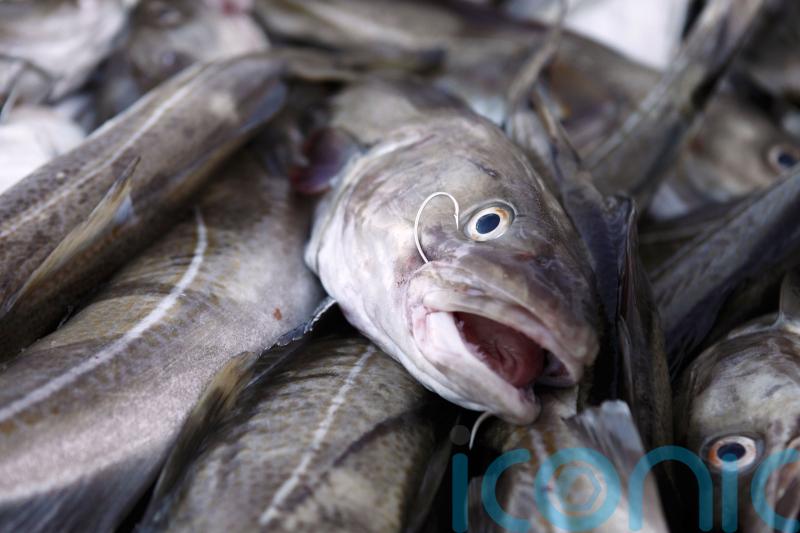 Warnings over collapsing fish stocks as experts advise ‘zero catch’ for cod