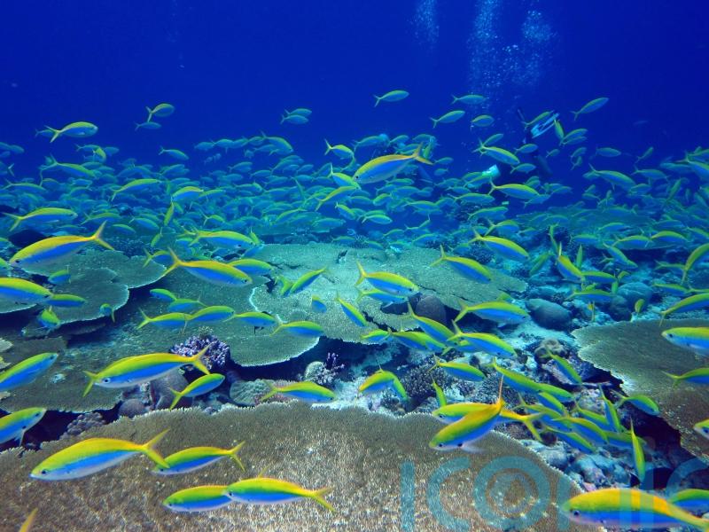 Chagos Islands’ ‘pristine ocean’ must be protected, warns Emily Thornberry