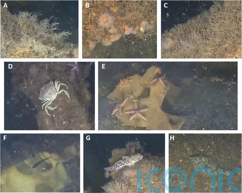 Scientists find marine life thriving on Second World War explosives in sea