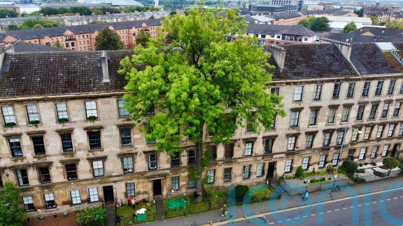 Glasgow’s ‘Argyle Street Ash’ wins Tree of the Year 2025 as wildcard entry