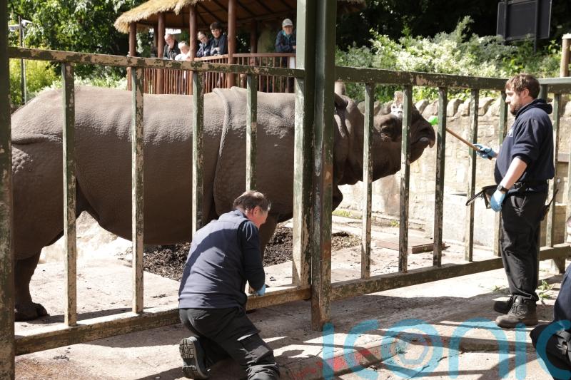 Red tape ‘complicating’ plans to bring new rhinos to Edinburgh Zoo, says charity