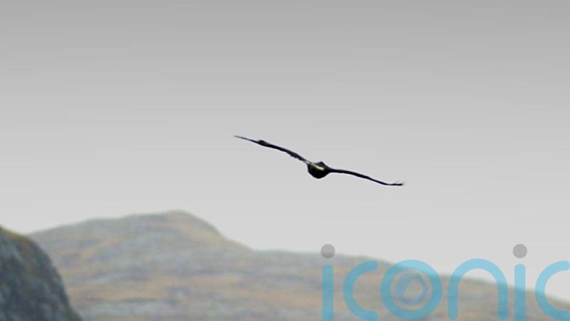 Fears for missing golden eagle as data from tag ‘suggests he has come to harm’