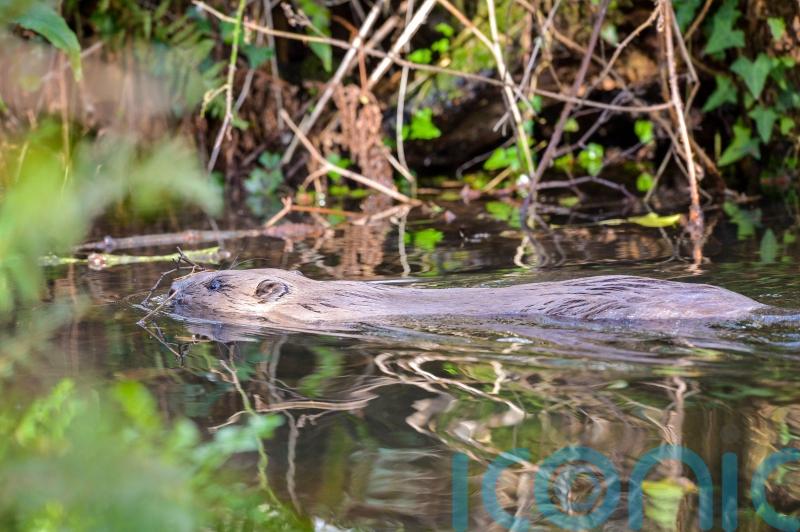 Bill to create legally-binding biodiversity targets backed by Holyrood committee