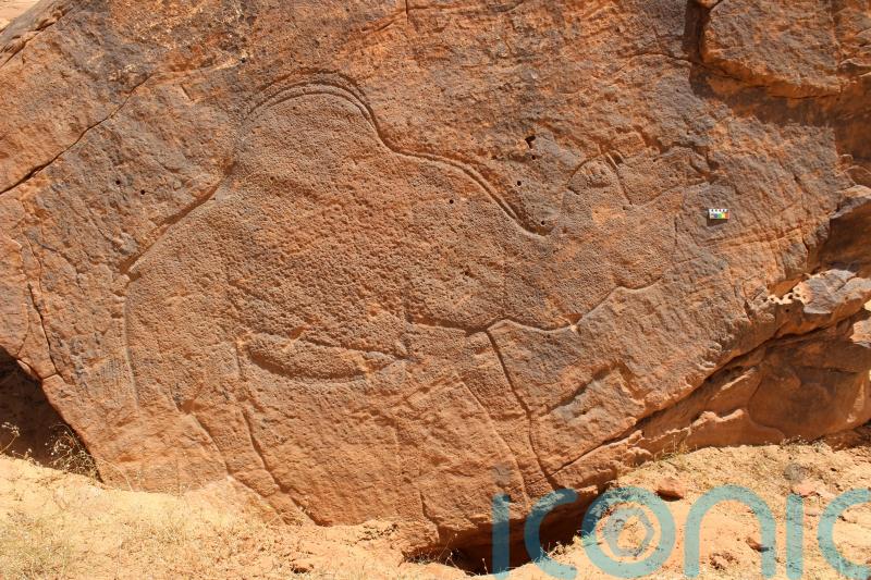 12,000-year-old carvings of animals discovered in Saudi Arabian desert