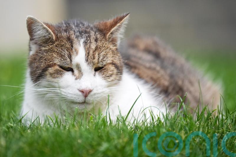 Charity warns of rise in people using harnesses to take cats outside