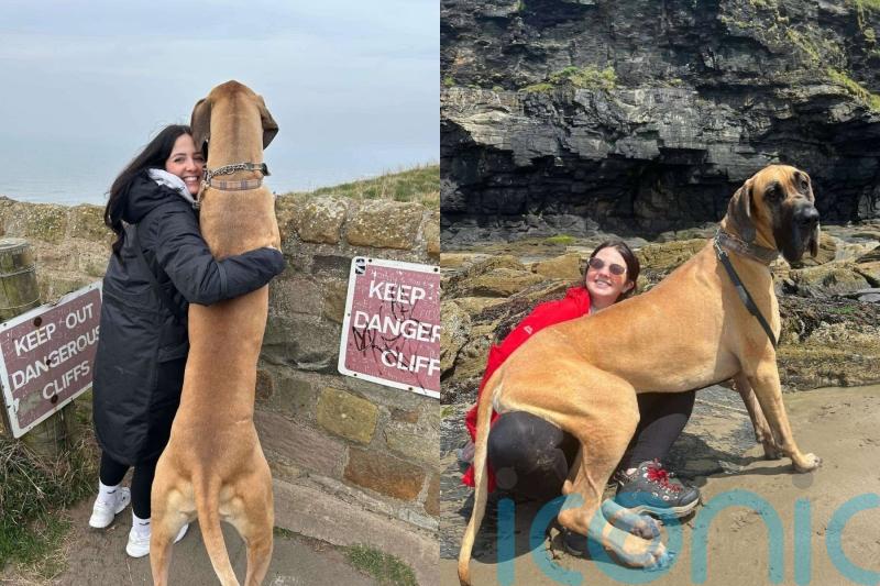 Couple forced to upgrade car and move house thanks to 73kg ‘pony-sized’ Great Dane say he is ‘a celebrity’ in local area