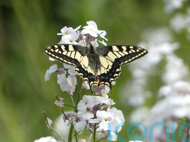 Researchers use cryopreservation to help survival of rare British butterfly