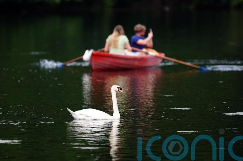 Fact check: Are migrants catching and eating swans and carp?