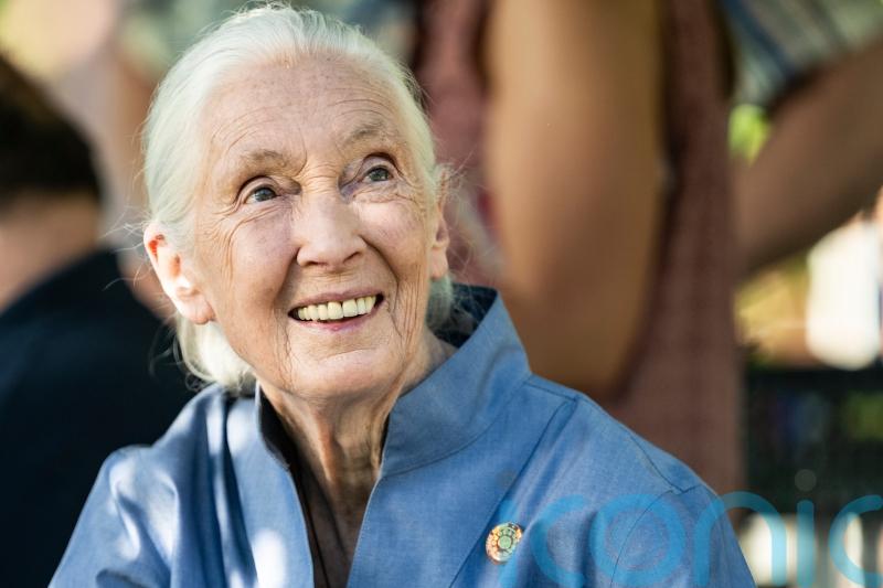 Jane Goodall: Conservationist renowned for groundbreaking chimpanzee research