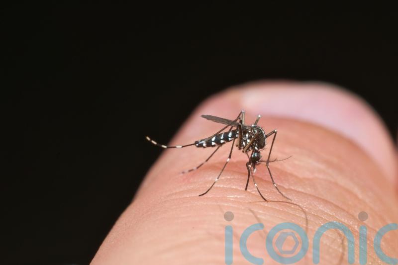 What is dengue fever and am I at risk?