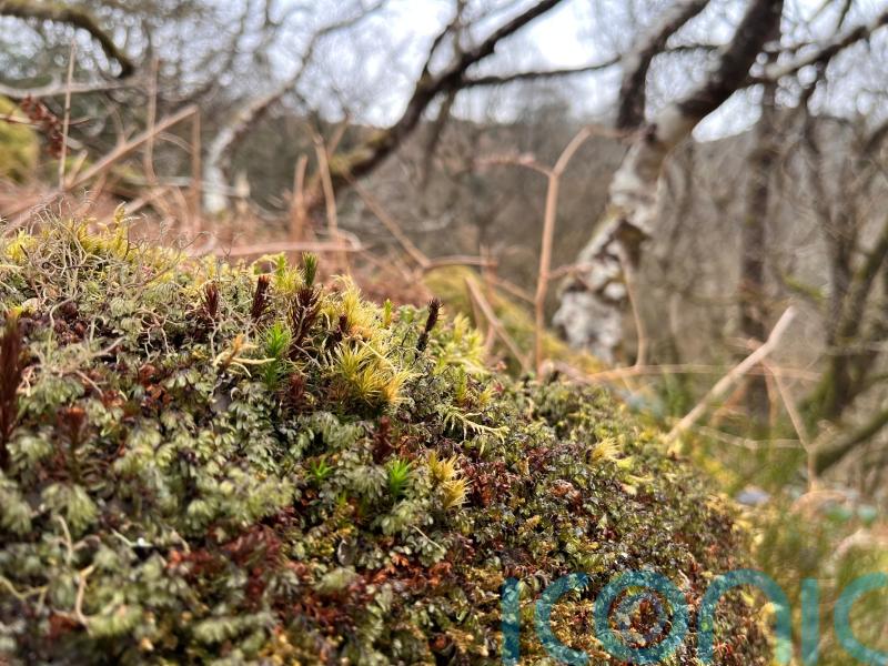 £3m Government cash to protect ‘best remaining rainforest sites in Europe’