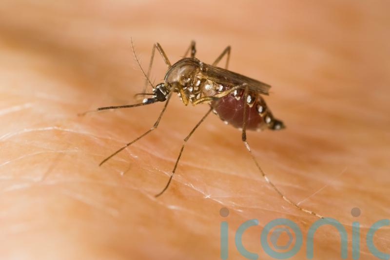 Two species of disease-carrying mosquitoes found in the UK
