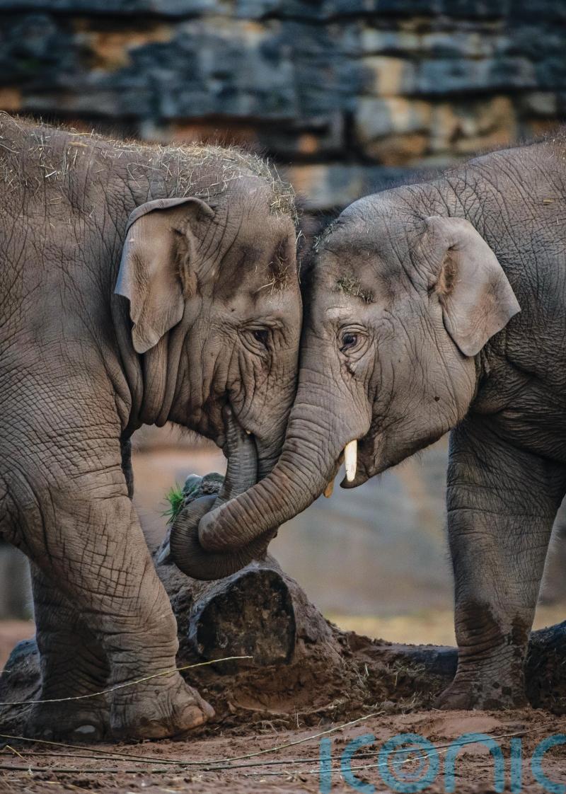Vaccine breakthrough for virus that killed seven elephant calves at Chester Zoo