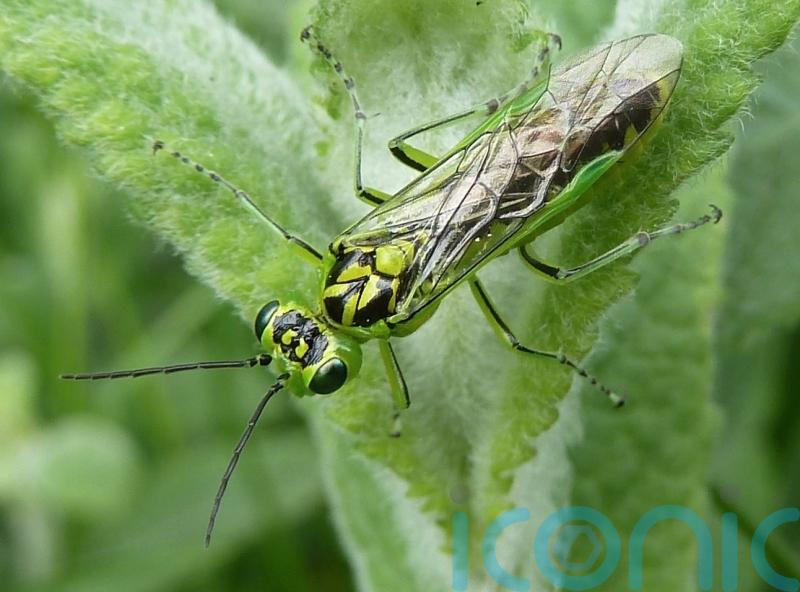 ‘Remarkable’ insect discovery could benefit modern surgery, say scientists