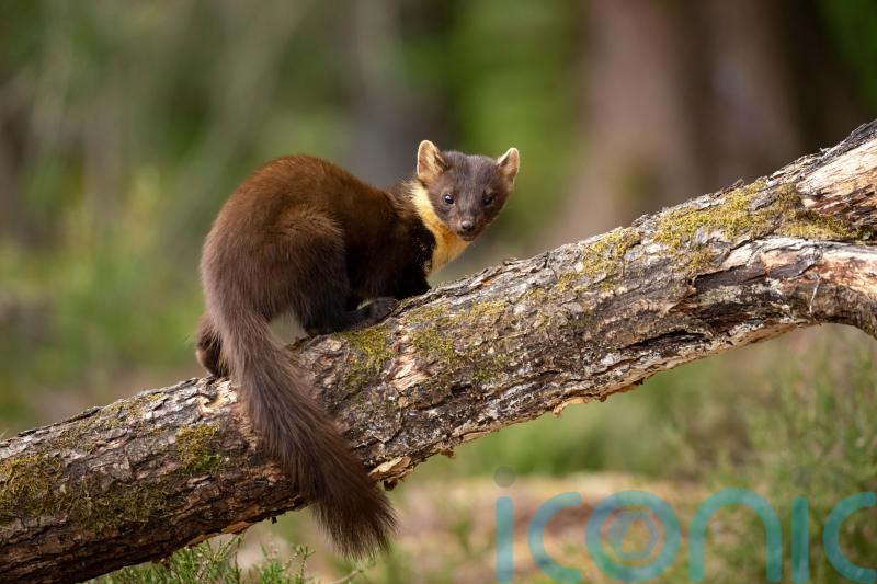 Pine martens released in scheme to restore lost native species to Exmoor