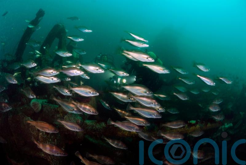 Call to end overfishing to save British fish supper as key stocks face collapse