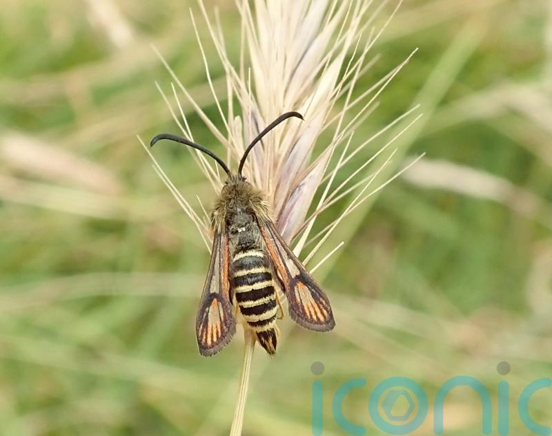 National Trust nature reserve records rare moth as 10,000th different species