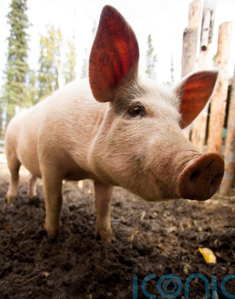 Pig’s liver transplanted to human in world first