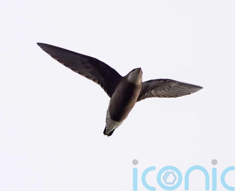 Rare white-throated needletail spotted in England for first time in 34 years