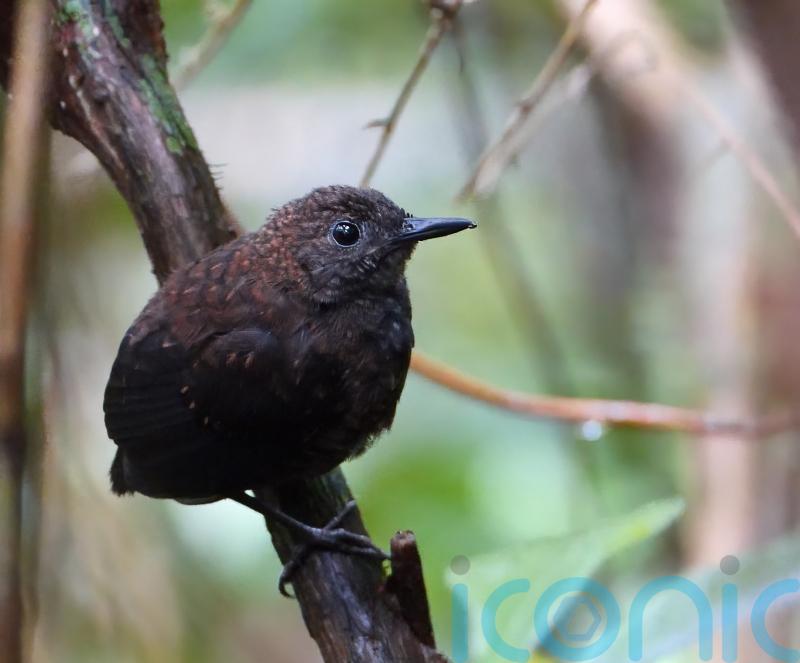 Majority of world’s bird species in decline as nature crisis deepens – experts