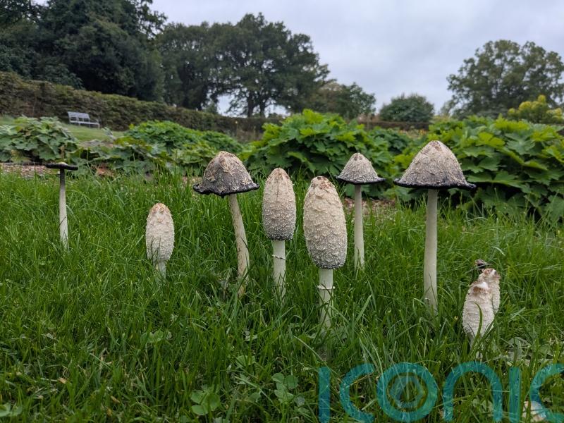 Garden experts embrace fungi as weather conditions encourage autumn bonanza