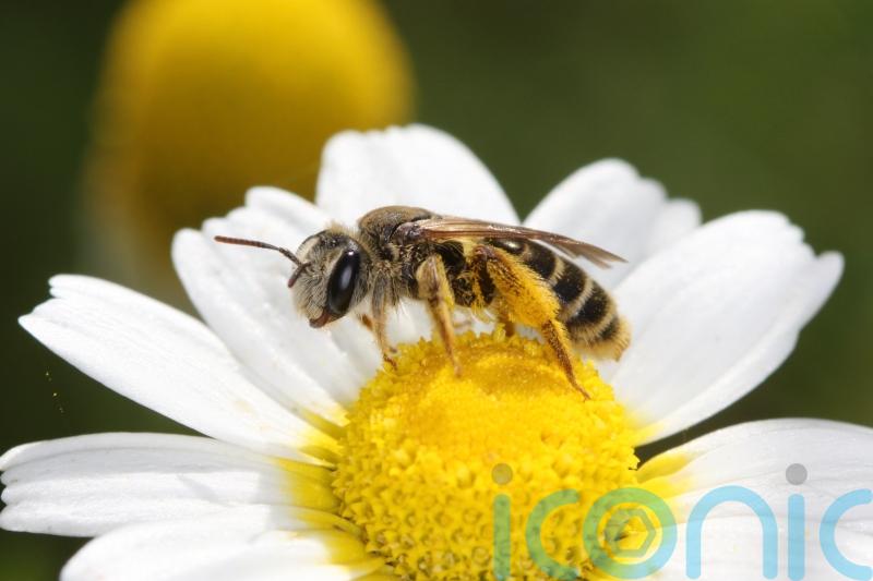 Threats ‘mounting’ for wild bee and butterfly species in Europe, experts warn
