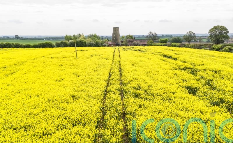 Rapeseed discovery ‘could help solve global protein demand’