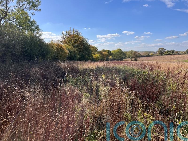 Beavers, pigs and ponies to rewild landscape in first Government-backed scheme